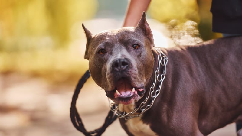 Kříženec pitbula zabil v USA kojence. Otec ho se psem nechal doma, nyní čeká na rozsudek