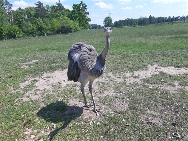Řidičku autobusu překvapil na silnici pštros, chovatelce utekl už v neděli