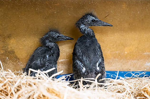 Světový unikát. Volavky černé vyvedly v zoo mláďata, chovatelé je museli stěhovat