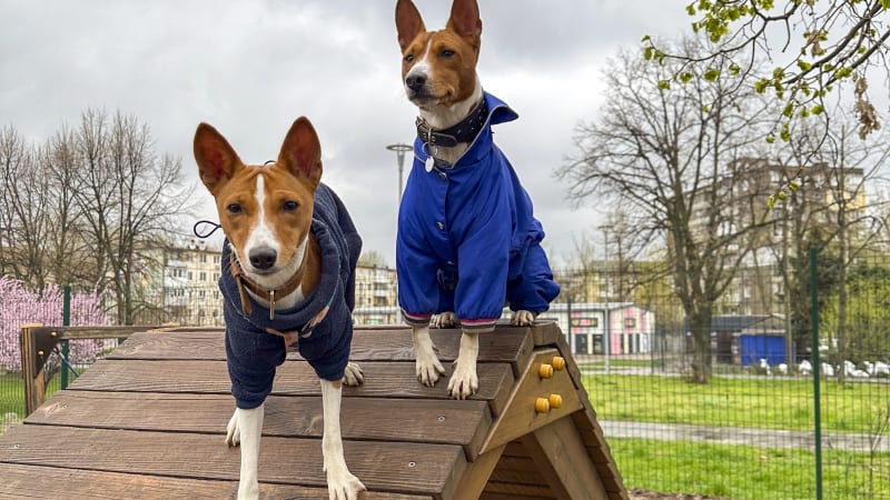 „Pseudoagility“ překážky nemají na veřejných psích hřištích co dělat, varuje trenér