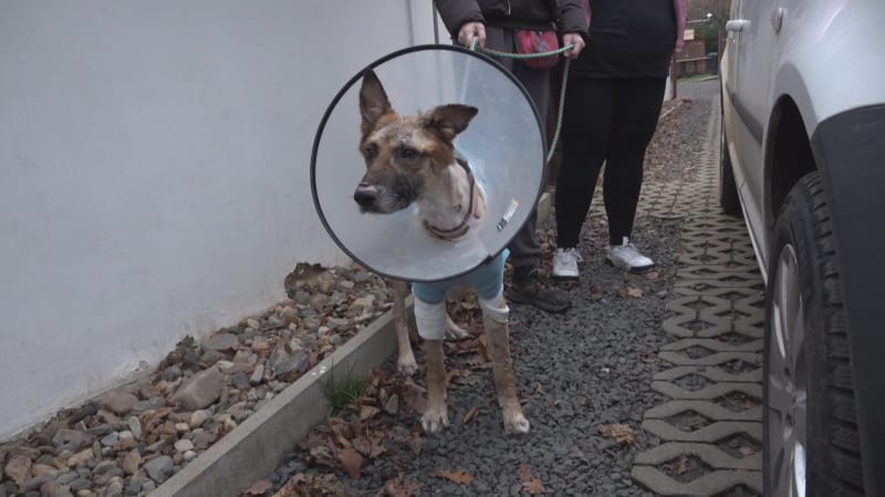 Týraný pes Hero: Někdo na něj lil Savo, odhadují veterináři. Poleptanou má většinu těla